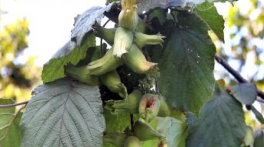 Fındıkta Y&uuml;zde 600 &Uuml;r&uuml;n Artışı Sağlandı