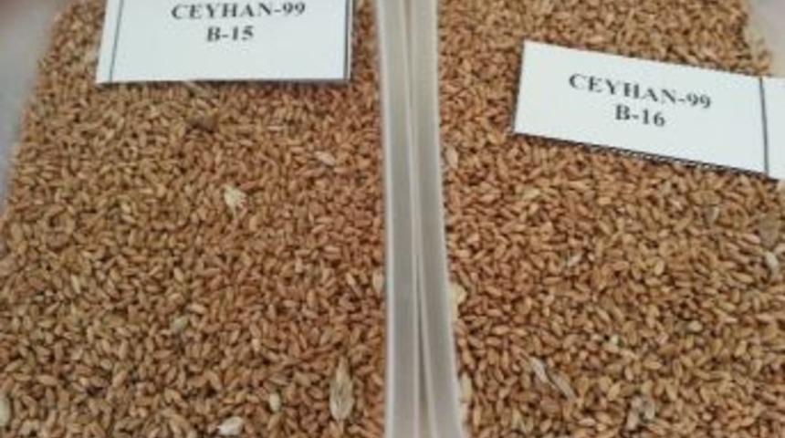 Borsada Ekmeklik Buğday İhalesi