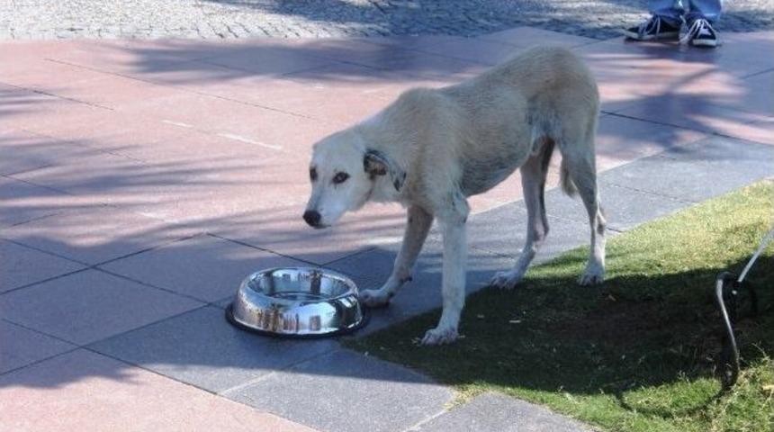 Ayvalık Belediyesi&rsquo;nden Sokak Hayvanları Su Kapları