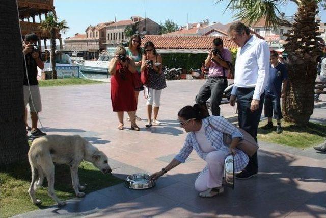 Ayvalık Belediyesi’nden Sokak Hayvanları Su Kapları