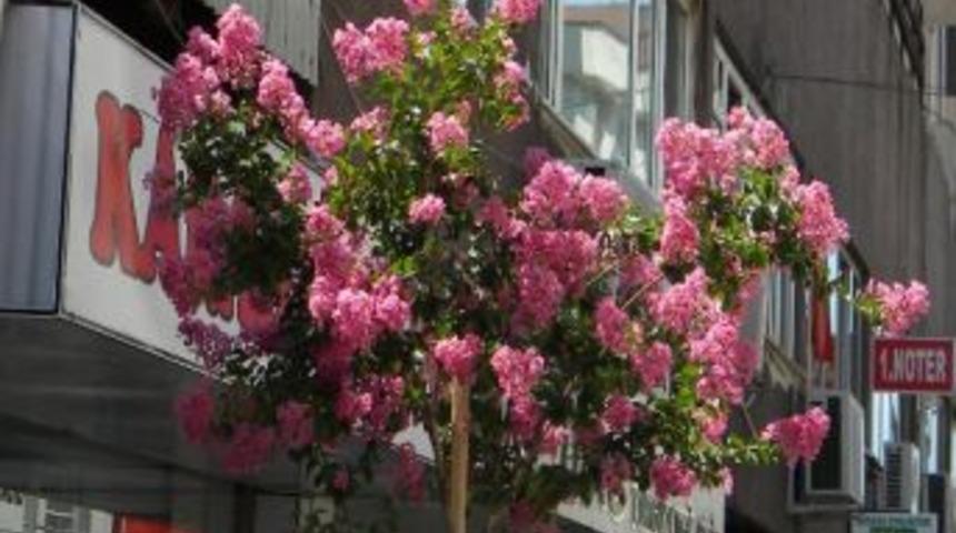 Gazi Caddesi'nde Renk C&uuml;mb&uuml;ş&uuml;