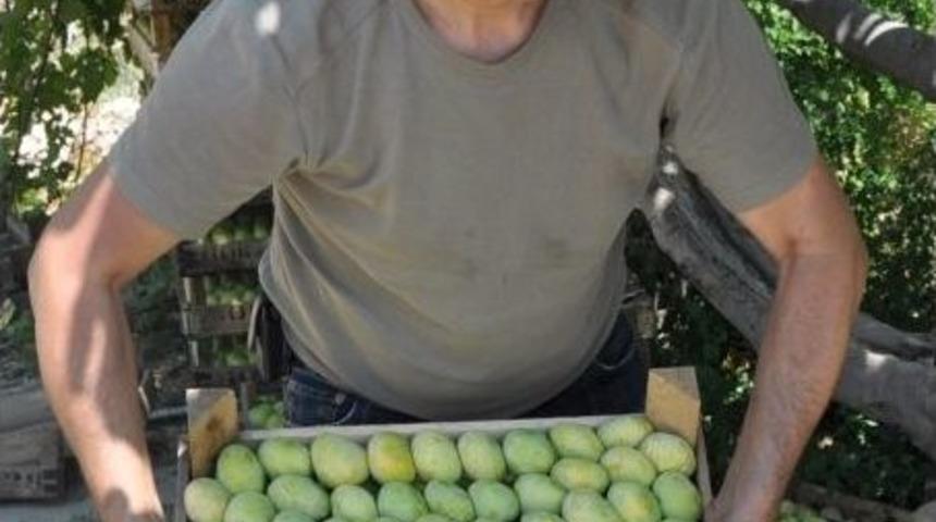 Mut&rsquo;ta İncir &Uuml;reticinin Y&uuml;z&uuml;n&uuml; G&uuml;ld&uuml;rd&uuml;