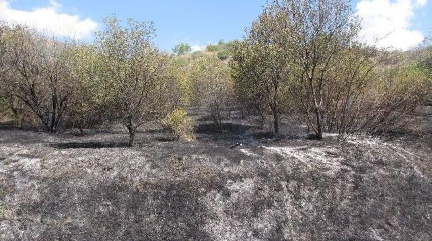 Ot Yangını Korkuttu