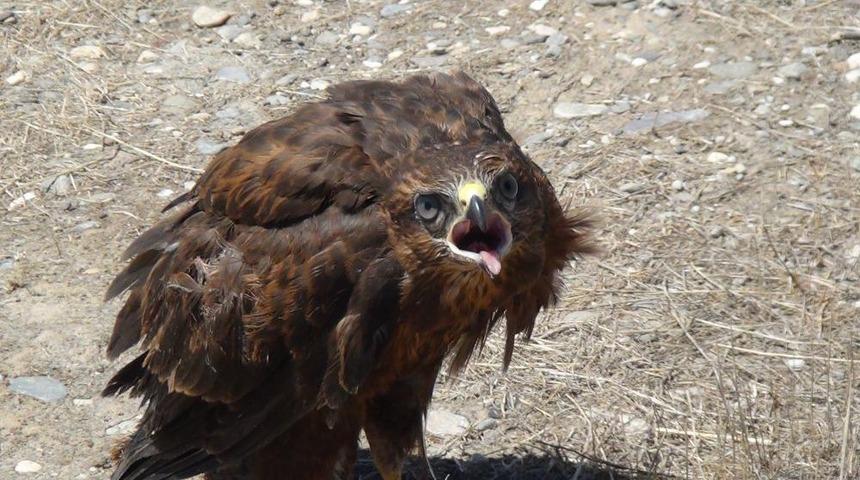 Yaralı Kartalı Tedavi Ettirip, Doğaya Saldılar