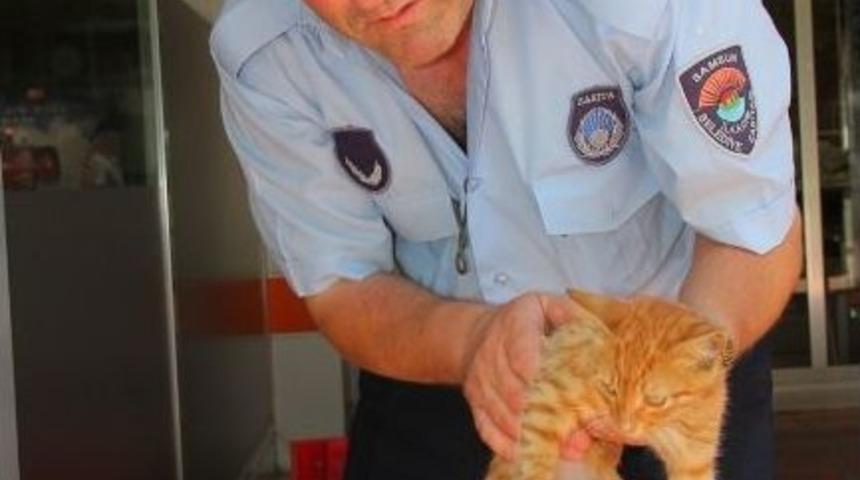 Yavru Kediye Zabıta Şefkati