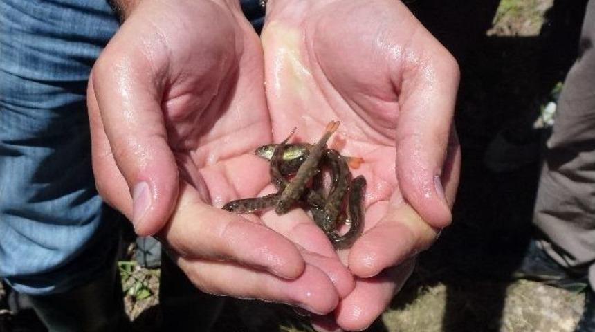 G&uuml;m&uuml;şhane Derelerine 7 Bin 500 Yavru Alabalık