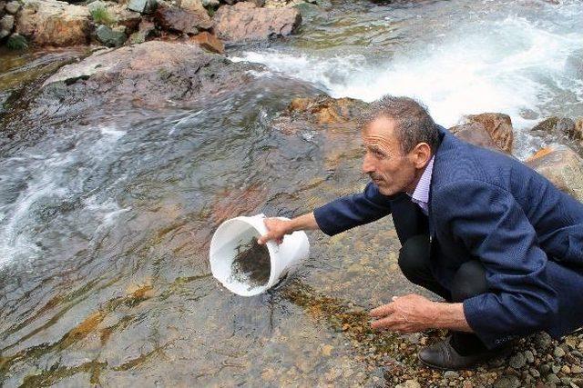 Gümüşhane Derelerine 7 Bin 500 Yavru Alabalık