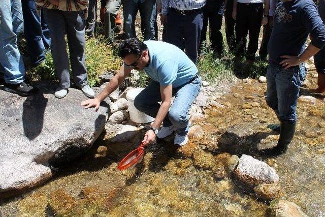 Gümüşhane Derelerine 7 Bin 500 Yavru Alabalık