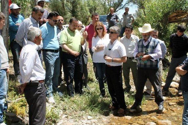 Gümüşhane Derelerine 7 Bin 500 Yavru Alabalık