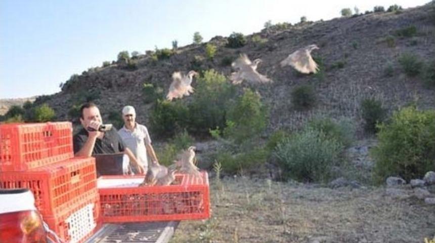 &Ccedil;ankırı'da Doğaya 800 Keklik Bırakıldı