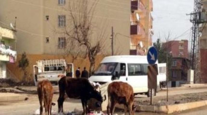 Silvan'da Başıboş Dolaşan İnekler Kazalara Davetiye &Ccedil;ıkarıyor