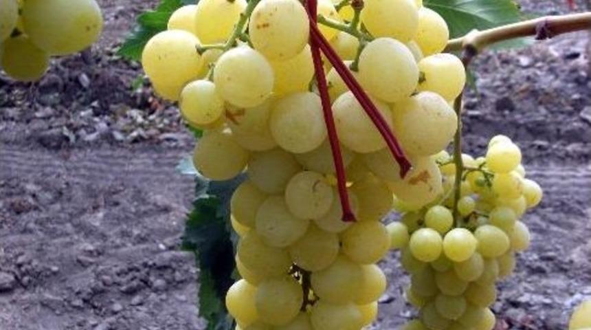 Salihli&rsquo;de Salkım G&uuml;vesine Karşı Tarla G&uuml;n&uuml; D&uuml;zenlendi