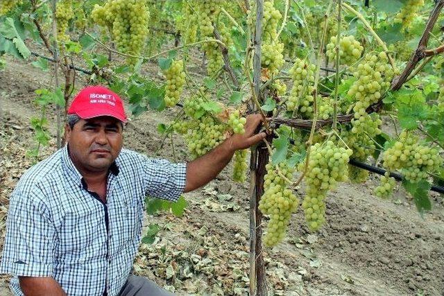 Salihli’de Salkım Güvesine Karşı Tarla Günü Düzenlendi