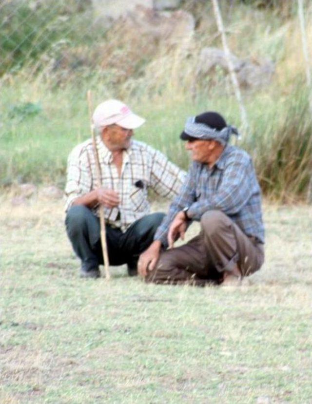 Aç Kalan Domuzlar İnsanlara Saldırmaya Başladı, Köylüler Domuz Nöbetinde