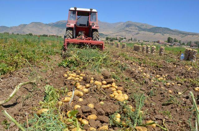 Patates Işçisi: Akaryakıttan ÖTV Kalksın, Mazot Desteği De Verilmesin