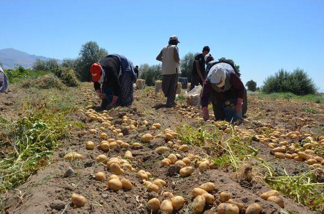 Patates Işçisi: Akaryakıttan ÖTV Kalksın, Mazot Desteği De Verilmesin