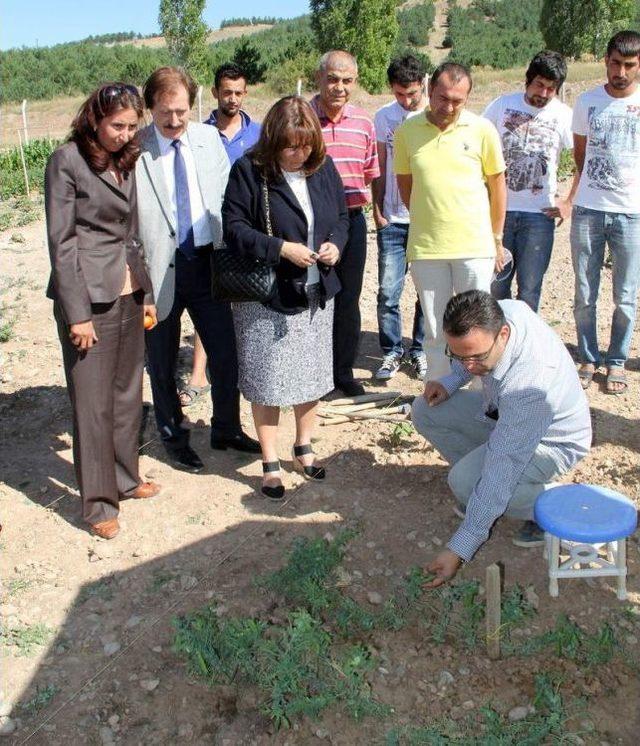 Milletvekili Memecan, CÜ'deki Organik Tarım Alanını Gezdi