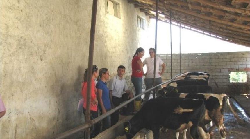 Orman İşletme M&uuml;d&uuml;rl&uuml;ğ&uuml;nden Besi Sığırcılığına Destek