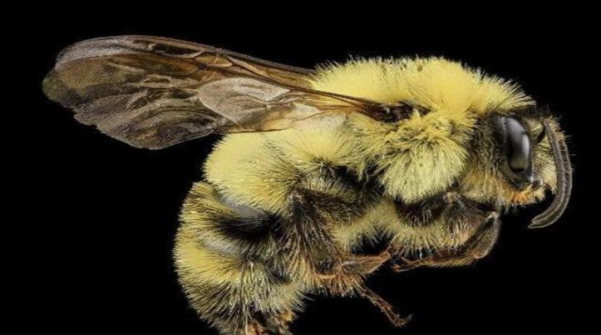 Arılara yakından bakın