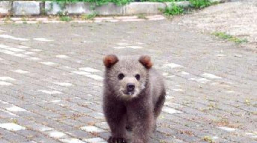 Tedavi Edilen Maymun Ve Yavru Ayılar Kayseri'ye G&ouml;nderildi