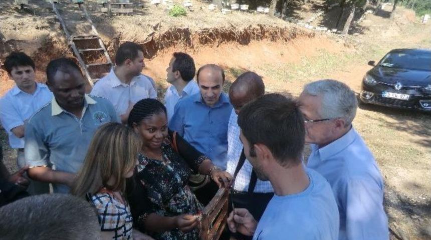 Tanzanya Heyeti D&uuml;zce Arıcılığını İnceledi