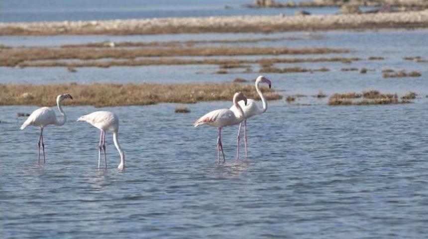 Didim Esra Karakaya Anadolu Lisesi, Kuşları Avrupa&rsquo;da G&ouml;zlemleyecek