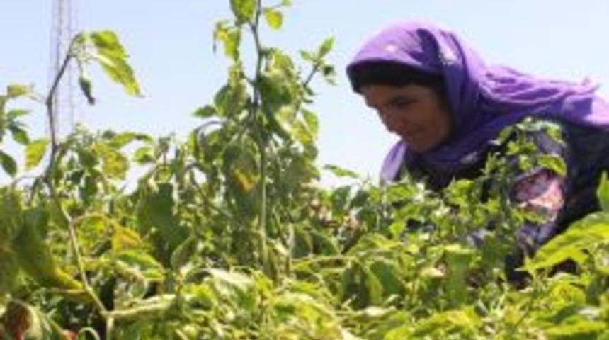 &Ccedil;ukurova'da Sıcağa Rağmen Ekmek M&uuml;cadelesi