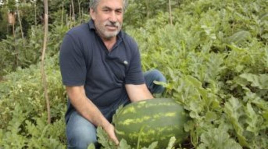 Giresun&rsquo;da Karpuz &Uuml;retimi Yapılmaya Başlandı