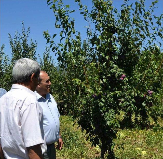 Kaymakam Ünal, 3 Yıl Önce Geldiğinde Diktirdiği Eriklerin Giderken Hasadını Yaptı