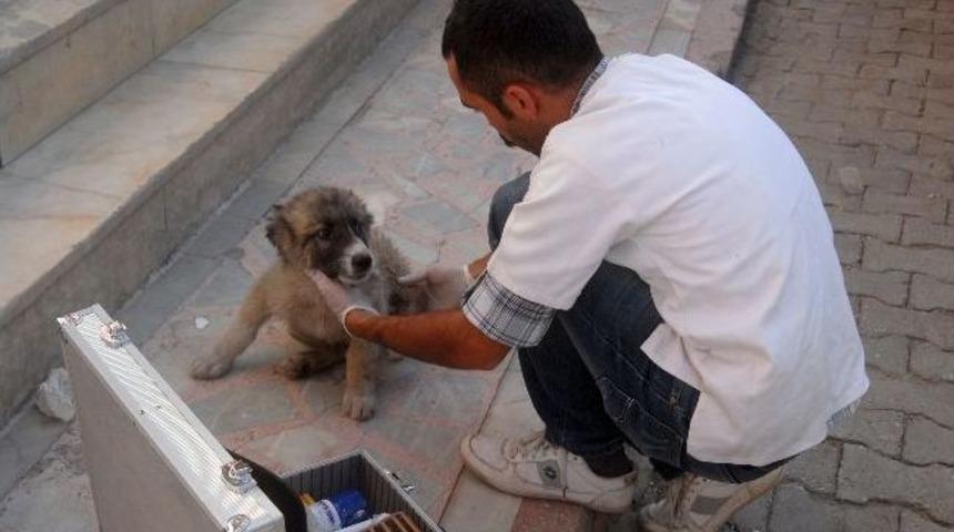 Yaralı Yavru K&ouml;peğe Vatandaşlar Sahip &Ccedil;ıktı