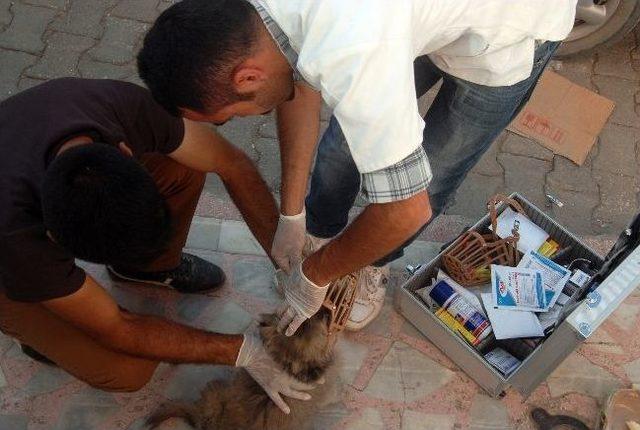 Yaralı Yavru Köpeğe Vatandaşlar Sahip Çıktı