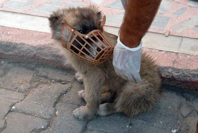 Yaralı Yavru Köpeğe Vatandaşlar Sahip Çıktı