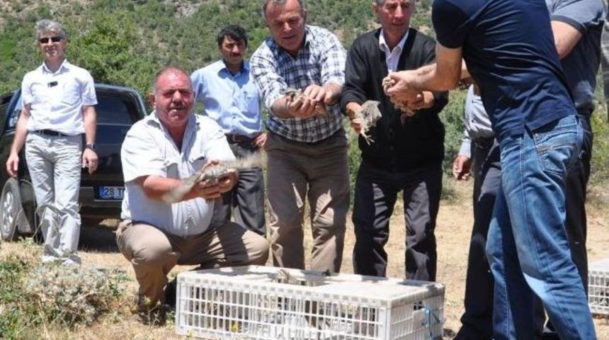 Giresun&rsquo;da Bin Adet Kınalı Keklik Doğaya Bırakıldı
