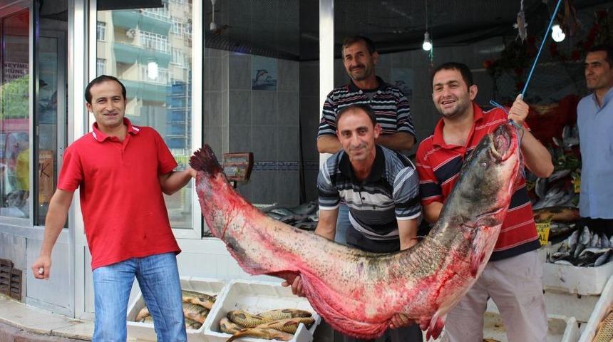 Samsun'da Yakalanan 150 Kilogram Ağırlığındaki Yayın Balığı Ilgi Odağı Oldu