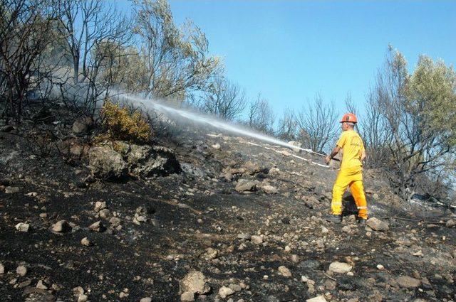 Bodrum'da Orman Yangını Kontrol Altına Alındı