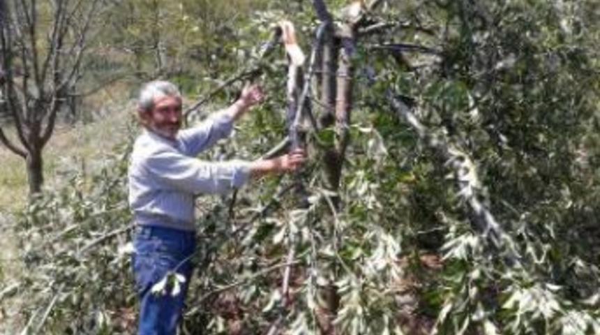 Ayılar Vişne Ağa&ccedil;larına Zarar Verdi