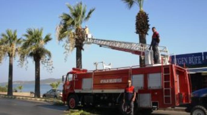 Ayvalık&rsquo;ta Ağa&ccedil;lara Bakım Yapıldı