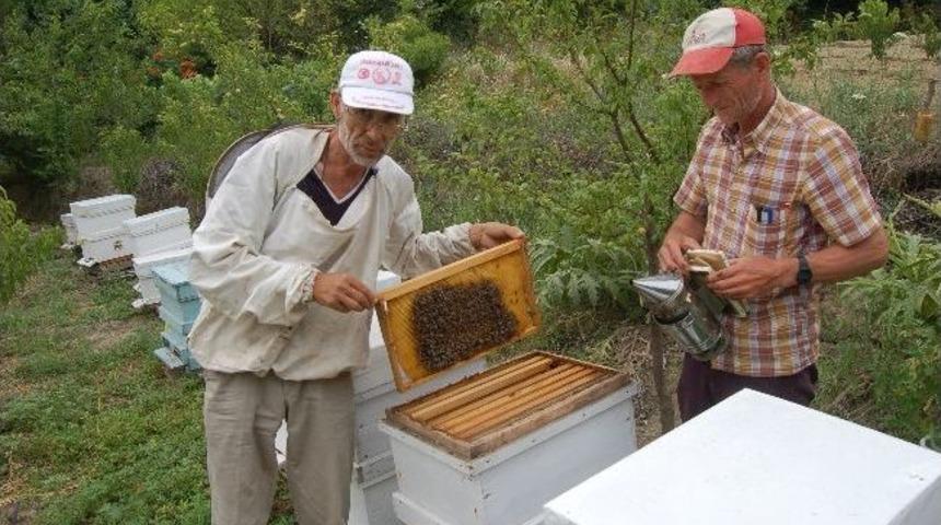 Alternatif Ge&ccedil;im Kaynağı Arılıcık