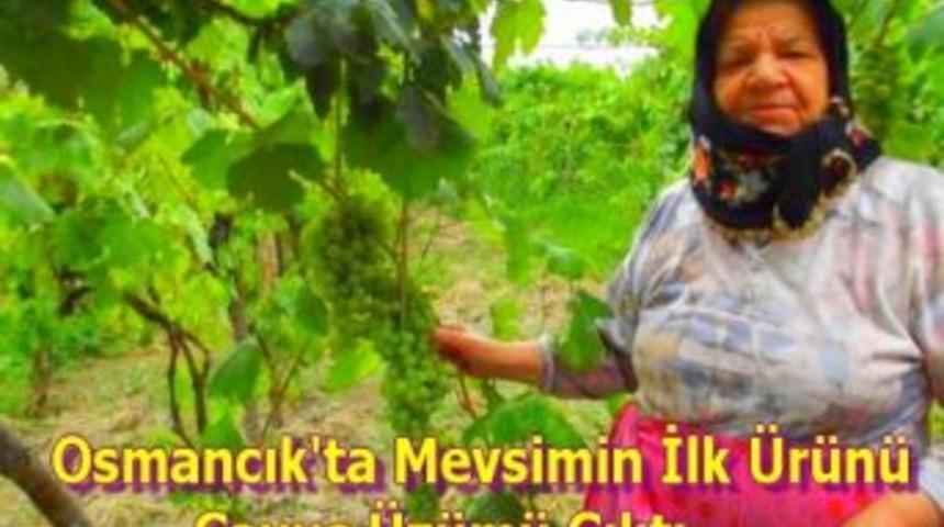 Mevsimin İlk &Uuml;r&uuml;n&uuml; &Ccedil;avuş &Uuml;z&uuml;m&uuml; &Ccedil;ıktı