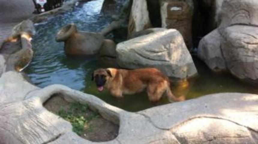 Sıcaktan Bunalan K&ouml;pek Havuzda Serinledi