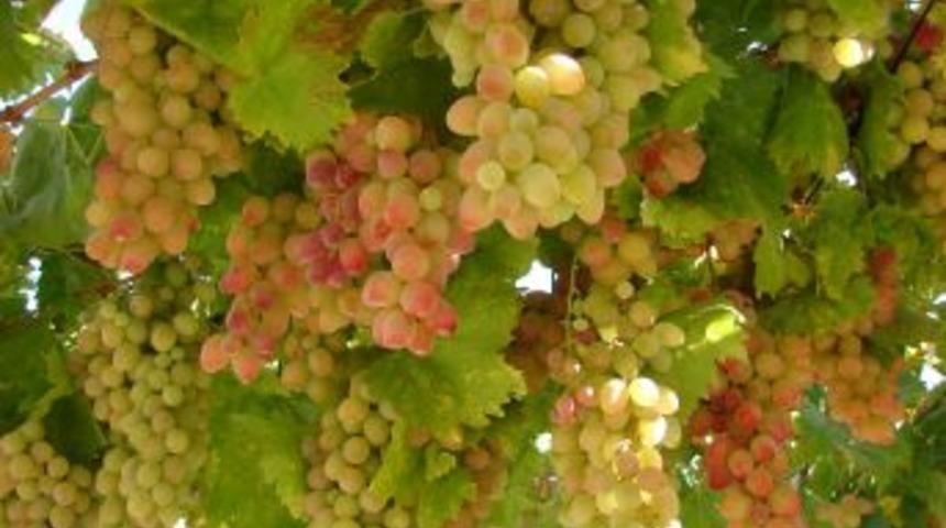 Denizli Ekonomisi &Ccedil;eşitlenerek G&uuml;&ccedil;leniyor