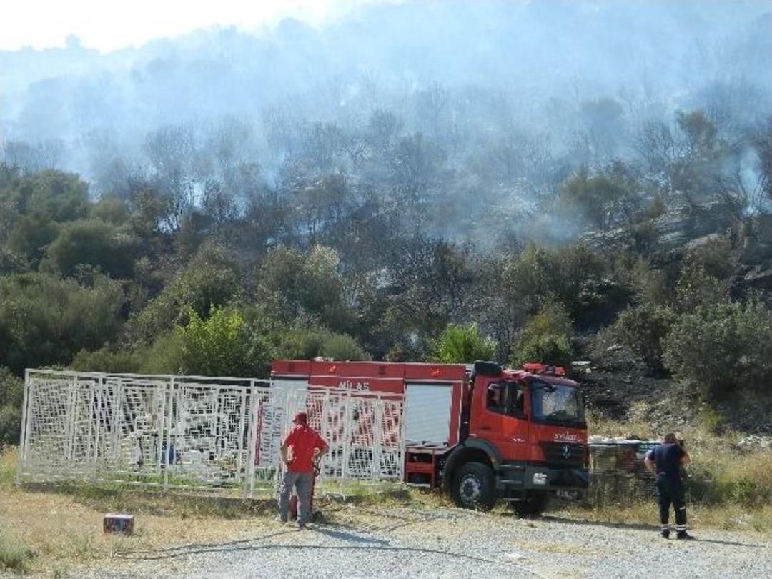 Milas'ta Orman Yangını Benzinlik Ve Evleri Tehdit Ediyor
