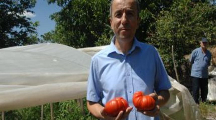 Yerli Domates 'Maniye' Sofraları Yeniden S&uuml;sleyecek