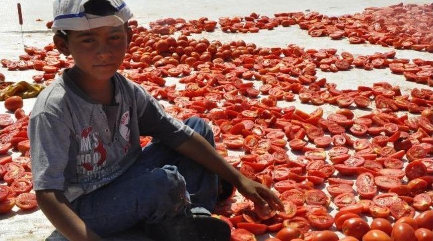 Yaşıtları Parkta K&uuml;&ccedil;&uuml;k Sami Tarlada