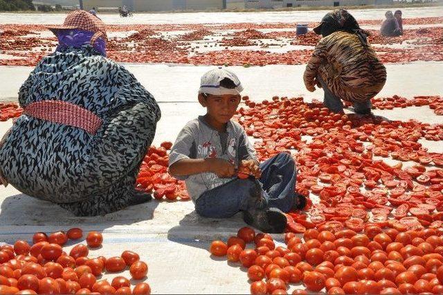 Yaşıtları Parkta Küçük Sami Tarlada