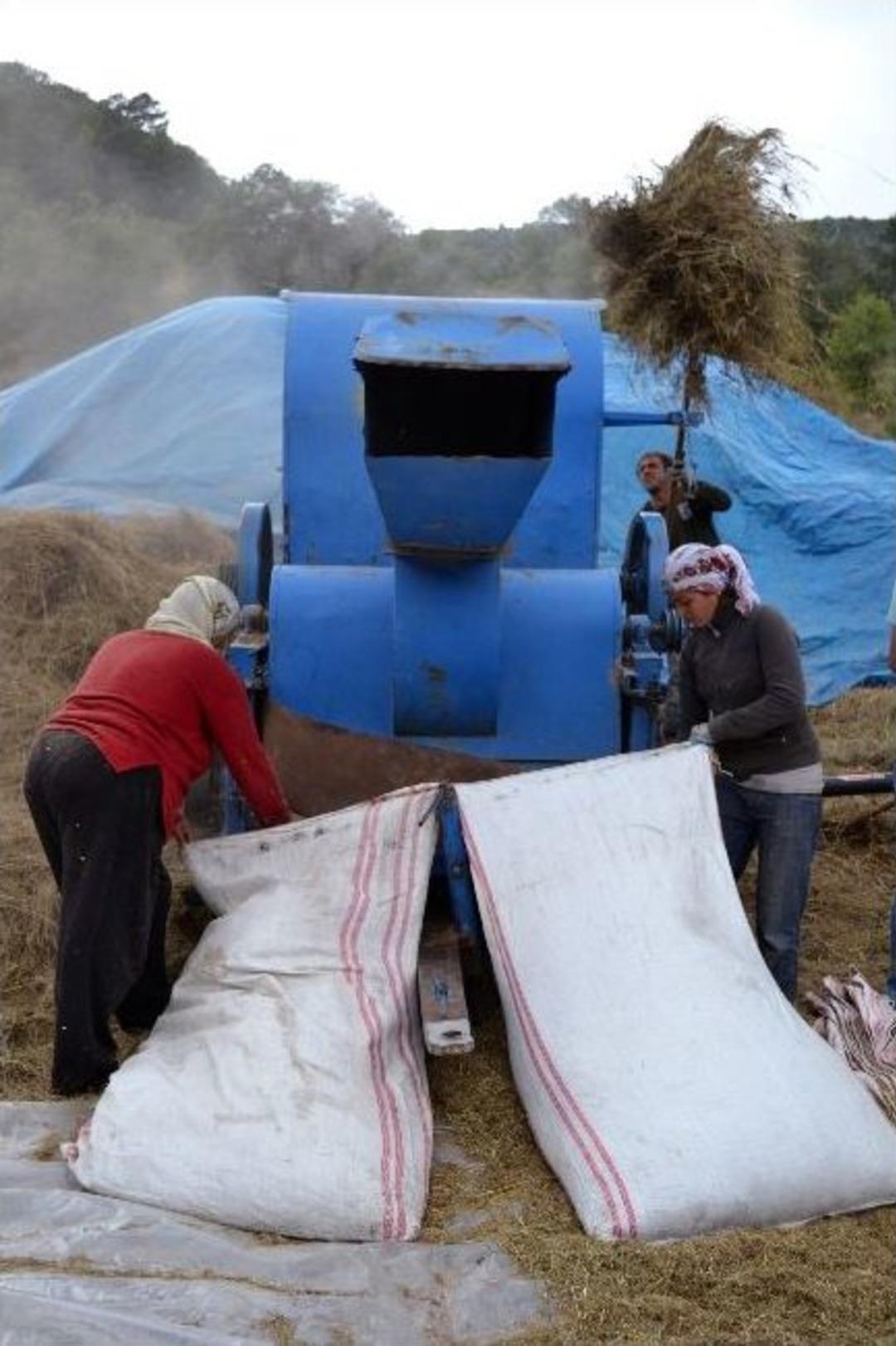 Maliyeti D&uuml;ş&uuml;rmek İ&ccedil;in Buğday Patozunu, Ot Kesme Makinesine D&ouml;n&uuml;şt&uuml;rd&uuml;