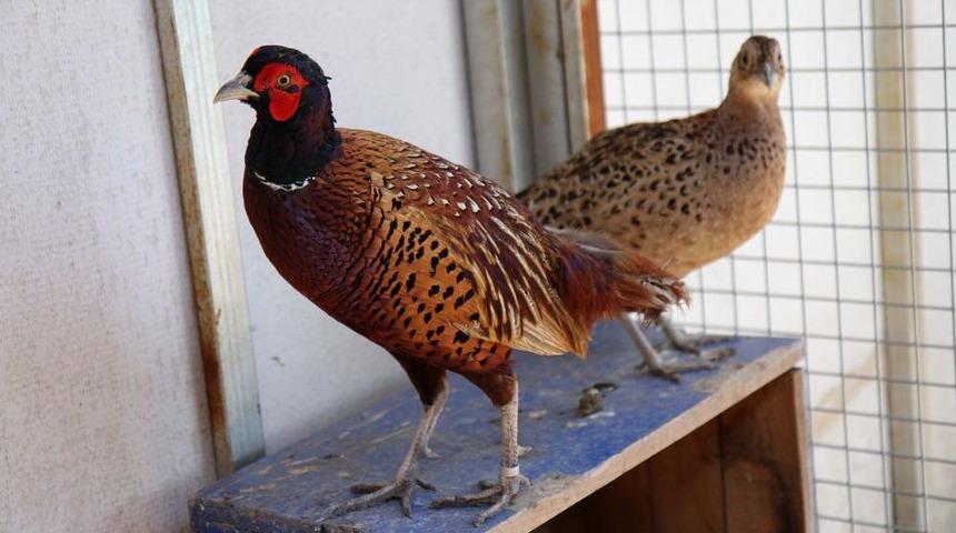 Yamanlar Dağı'na Keklik Ve S&uuml;l&uuml;n Salınacak