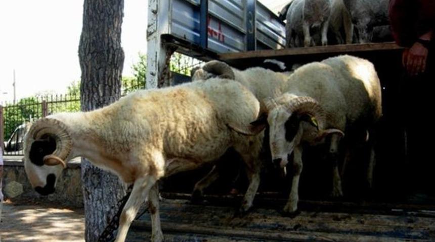 Trakya&rsquo;ya Yapılacak Canlı Hayvan Sevklerine D&uuml;zenleme