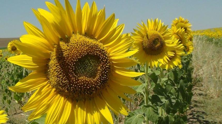 Bitlis&rsquo;te Ay&ccedil;i&ccedil;eği Ekimi Yaygınlaşıyor: 4 Bin 500 Rekolte Bekleniyor