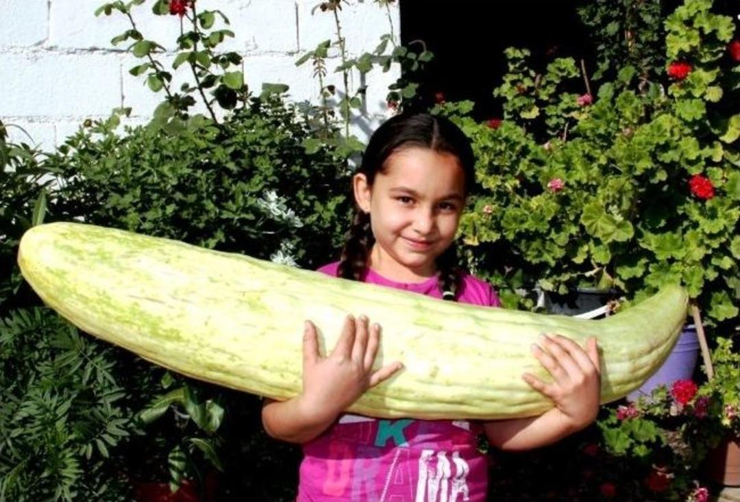 Sarıg&ouml;l&rsquo;de Devasa Acur